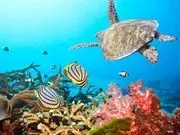 Sea Star Aquatics LLC logo