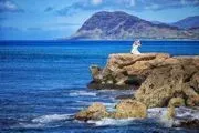 Weddings of Hawaii image 3