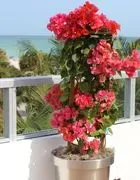 Mia's Gardens Plants & Tree Rental logo