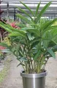 Mia's Gardens Plants & Tree Rental image 4