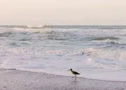 Manasota Beach Club image 3