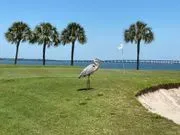 Cove Cay Country Club logo
