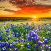 Bluebonnet Meadow RV Park image 2