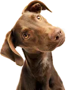 Canine Country Club image 1