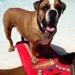 Canine Country Club image 2