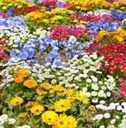 The Pensacola Garden Center image 2