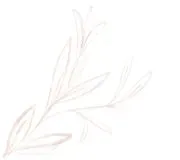 The White Magnolia image 2