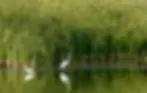Pelican Isle RV Camping Resort image 3