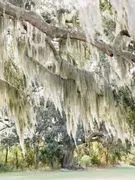 Agapae Oaks Weddings image 2