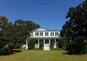 Cypress Trees Plantation image 2