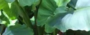 San Diego Botanic Garden image 3