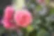 Thatcher Manor Garden Weddings image 3