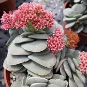 Moorten Botanical Garden image 2