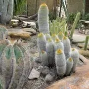 Moorten Botanical Garden image 3