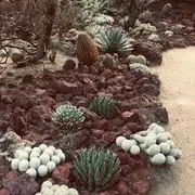 Moorten Botanical Garden image 4