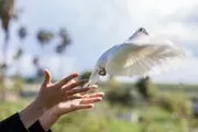 White Dove Release Inc image 2
