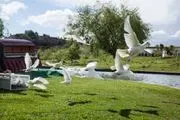 White Dove Release Inc image 3