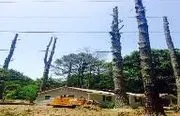 Stanley Tree and Landscaping image 3