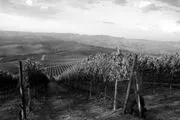 Foley Estates Vineyard & Winery logo
