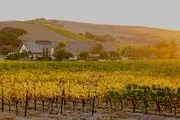 Foley Estates Vineyard & Winery image 2