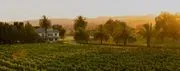 Firestone Vineyard logo