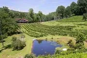 The Vineyard at High Holly logo