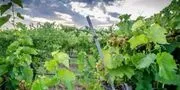Canadian River Vineyards & Winery image 2