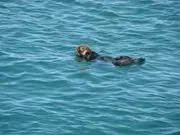 Chablis Cruises image 3