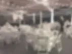 Tripp Farms image 3