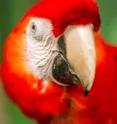 Knoxville Zoo image 2