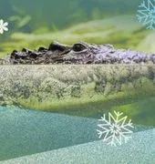 Knoxville Zoo image 3