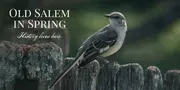 Old Salem Museum and Gardens logo