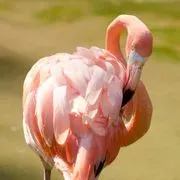 Nashville Zoo at Grassmere logo