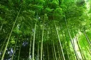 Bamboo Garden logo