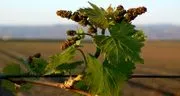 Cardella Winery image 2