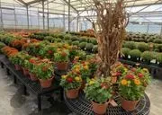 Blooms N' Gardens image 3
