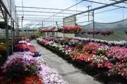 Blooms N' Gardens image 4