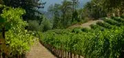 Byington Vineyard & Winery image 2