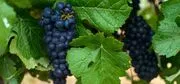 Byington Vineyard & Winery image 4
