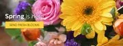 Paola's Flowers and Events logo