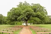 Mighty Oak Lodge - Wedding & Event Venue image 4