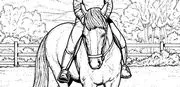 Blue Moon Stables, LLC image 2
