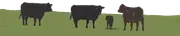 Yolo Land & Cattle Co image 2