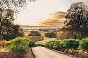 Terra d'Oro Winery / Montevina Winery image 2