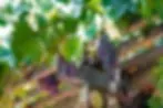 The Flower Farm Inn image 3
