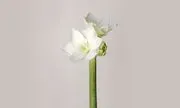 Amaryllis Inc logo