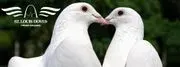 St Louis Doves Release Company image 2