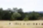 Yokayo Ranch logo