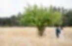 Yokayo Ranch image 2