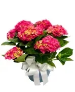 Florafino's Flower Market logo